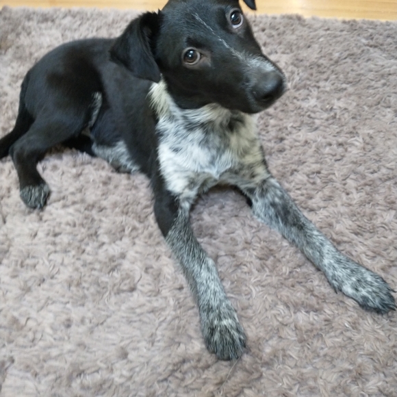 Foster dogs! - Picture 12 of 16